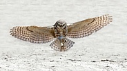 Burrowing Owl--Landing Gear Engaged