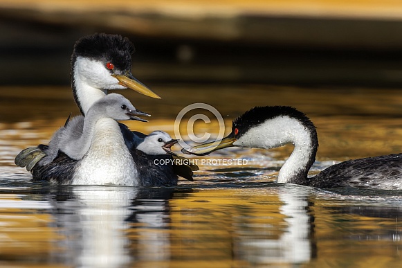 Western Grebe Western Grebe