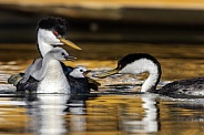 Western Grebe