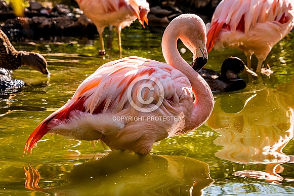 Pink Flamingo