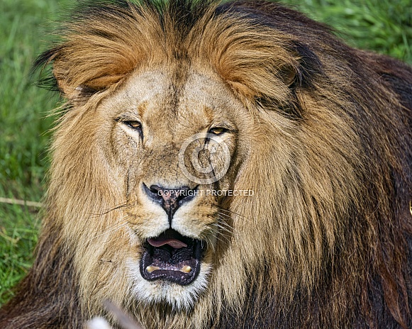 Lion portrait