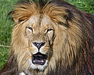 Lion portrait
