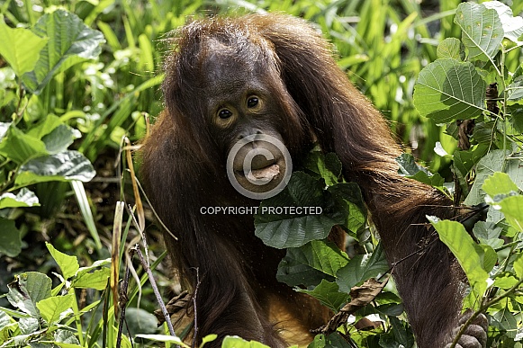 Bornean Orangutan Youngster Peeking Through Foliage