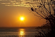 Sunset and African Giant Kingfisher - Botswana