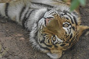 Amur Tiger Cub
