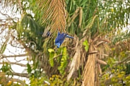 hyacinth macaw close up on a palm tree in the nature habitat