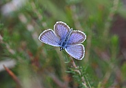 Silver studded Blue