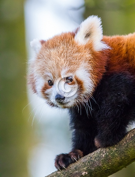 Red Panda Red Panda