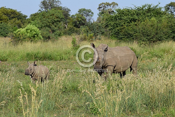 Rhino