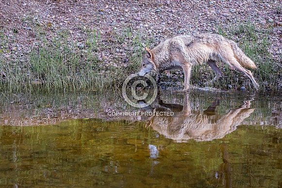 Tundra Wolf Reflection