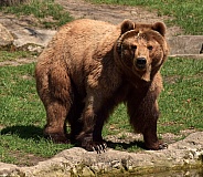 Female Kamtschatka Bear