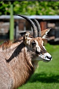Roan Antelope (Hippotragus equinus)