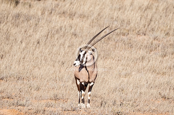 Gemsbok Gemsbok