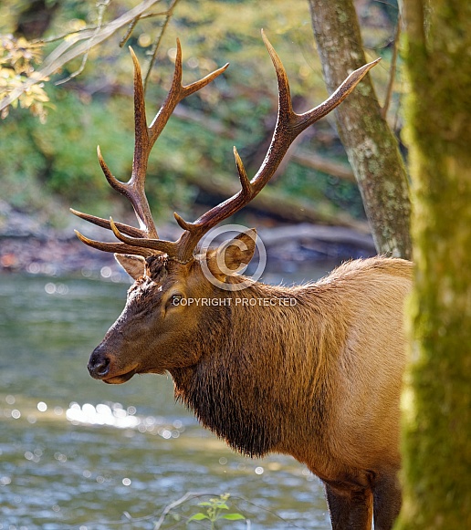Elk