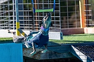 Cattle dog trying to grab a toy over the pool