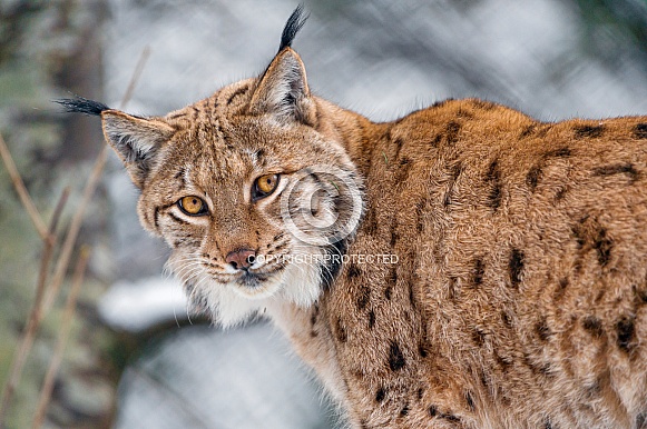 Lynx Lynx