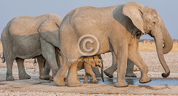 Baby African Elephant