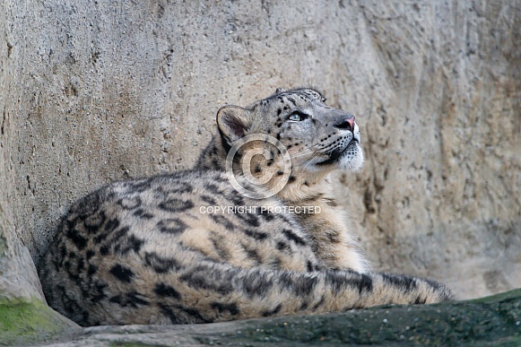 Snow Leopard