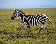 Zebra mom chasing her baby