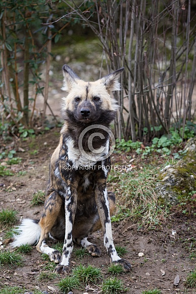 African Wild Dog / Painted Dog