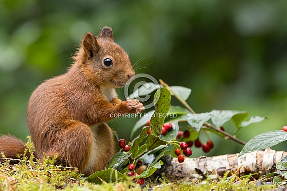 Red Squirrel
