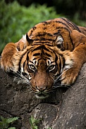 Sumatran Tigress (Panthera Tigris Sumatrae)