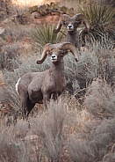 Desert big horned rams Ovis canadensis nelsoni