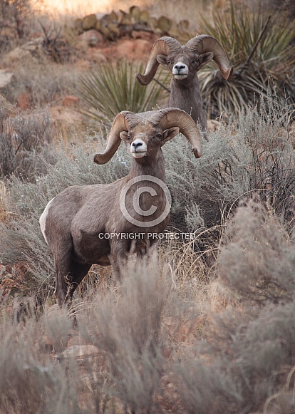 Desert big horned rams Ovis canadensis nelsoni Desert big horned rams Ovis canadensis nelsoni