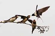 Barn Swallow Feeding Fledglings
