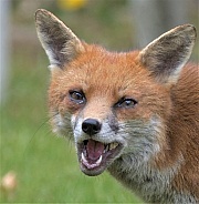 Red Fox