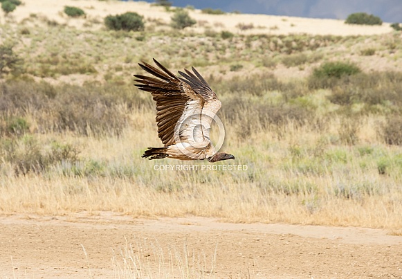 White-backed Vulture White-backed Vulture