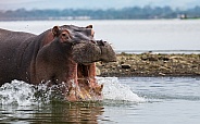 Hippopotamus Charging