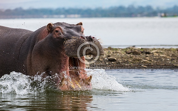 Hippopotamus Charging