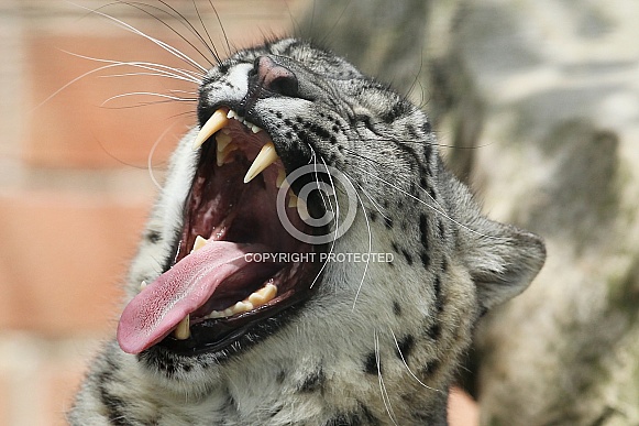 Snow Leopard