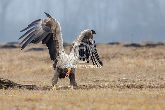 White tailed eagle or European Eagle