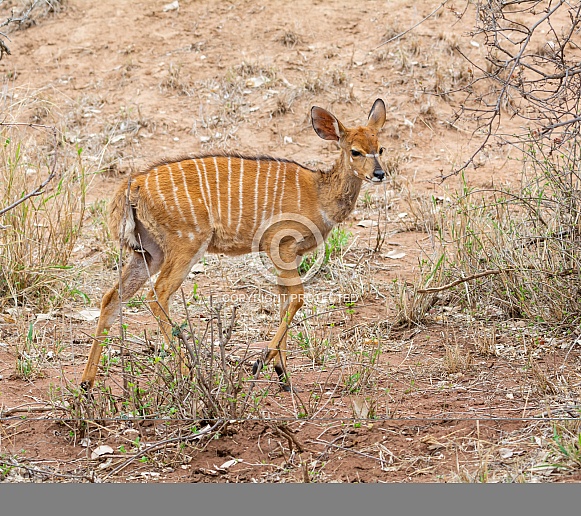 Nyala Calf