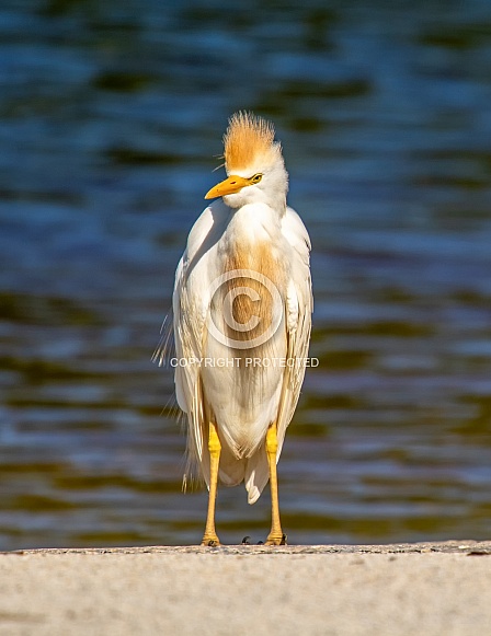Cattle Egret