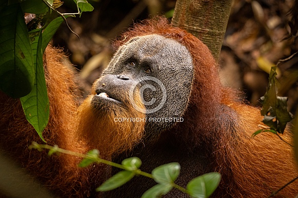 Sumatran orangutan in the jungle.