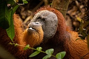 Sumatran orangutan in the jungle.