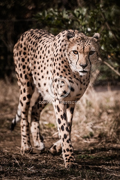 Cheetah Cheetah