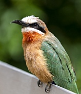 African white fronted bee eater bird on a post