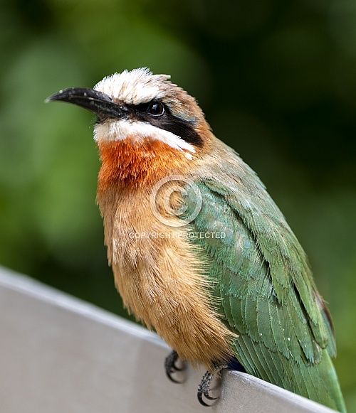 African white fronted bee eater bird on a post African white fronted bee eater bird on a post