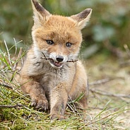 Red Fox cub in nature