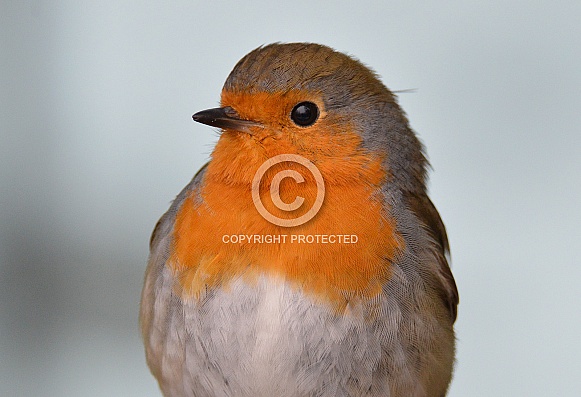 Robin