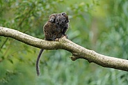 Lac Alaotra bamboo lemur