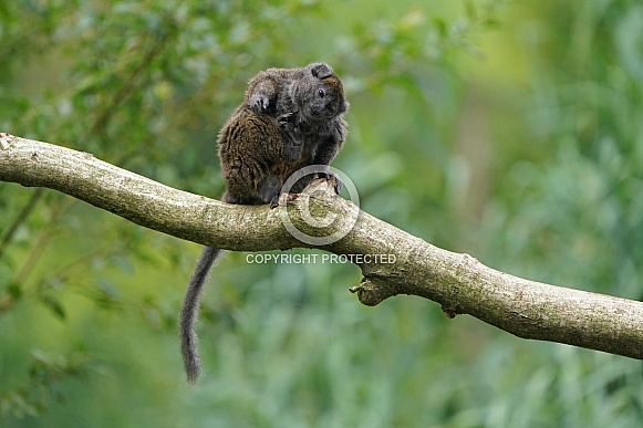 Lac Alaotra bamboo lemur Lac Alaotra bamboo lemur