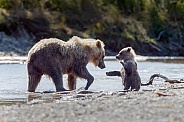 Grizzly and cubs