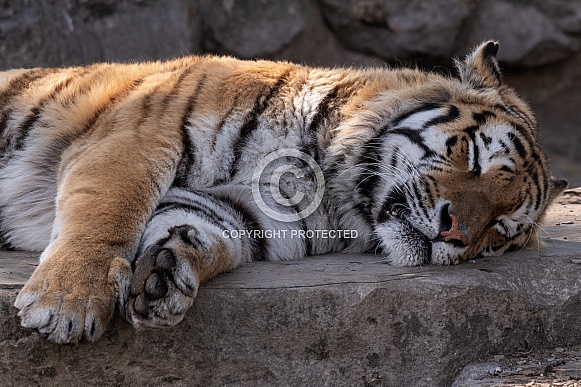Amur Tiger Lying Down Asleep