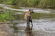 Hyena in the Sand River