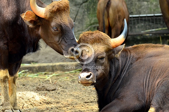 Indian Gaur